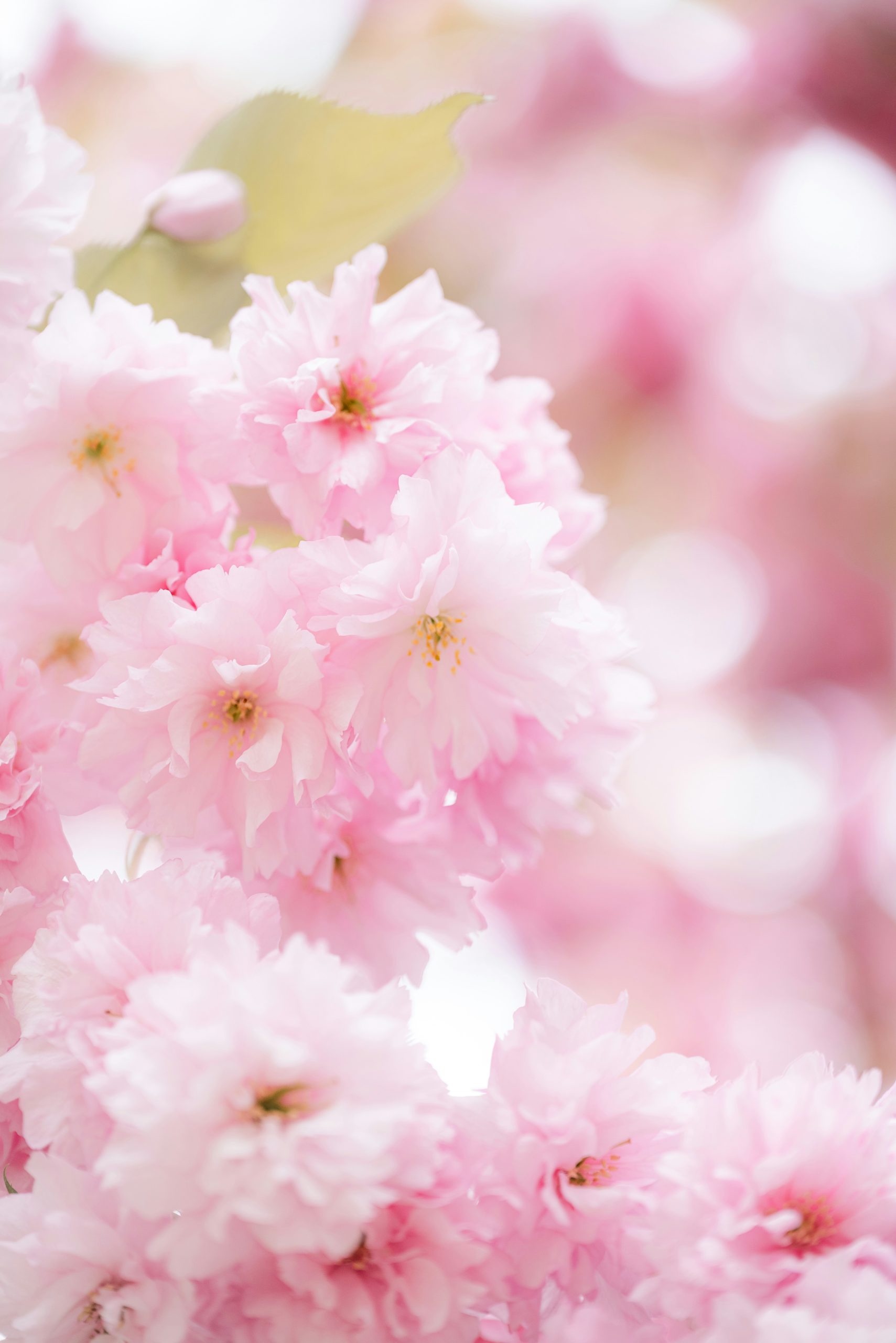 Services funéraires