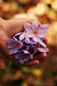 Fleurs fraîches de safran pour hommages et cérémonies funéraires.